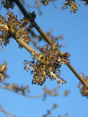 Ash flower.JPG