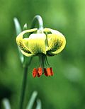 Lilium pyrenaicum.jpg