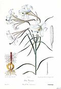 Lilium formosanum.jpg