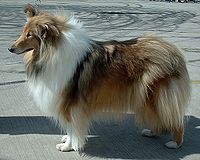 Rough Collie 600.jpg