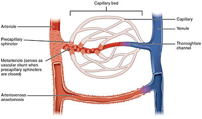 2105 Capillary Bed.jpg