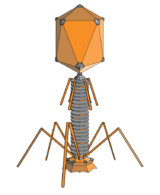 T4 bacteriophage, typical of myovirus bacteriophages