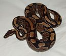 Ball python lucy.JPG