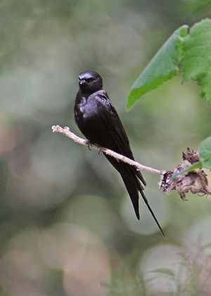 Black Saw-wing.jpg