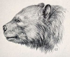 Arctotherium.jpg