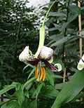 Lilium majoense.jpg