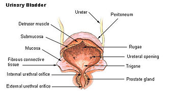 Illu bladder.jpg