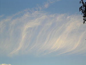 Cirrus fibratus clouds pictured against the sky