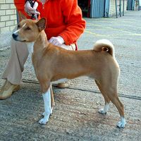 Basenji 600.jpg