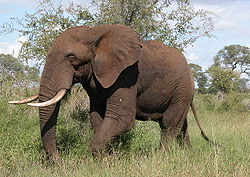 AfricanElephant.jpg