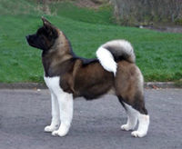 American akita.jpg