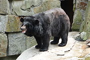 Ursus thibetanus ussuricus Kaliningrad Zoo.JPG