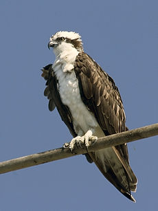 Osprey