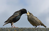 Starling Feeding Offspring.jpg