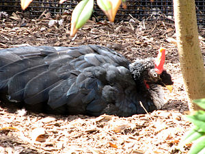 Horned Guan.jpg