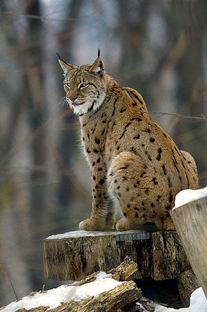 Lynx lynx2.jpg