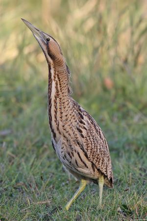 Bittern - Botaurus stellaris.jpg