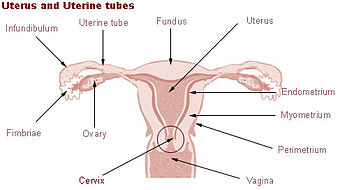 Illu cervix.jpg