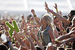 Future Music Festival 2013 (8541725920).jpg