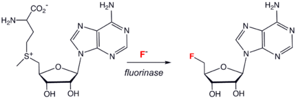 Fluorinase.png