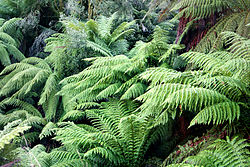 Ferns.jpg