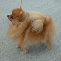 Pomeranian 600.jpg