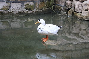 Duck-iran.JPG