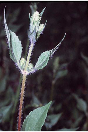 Iva annua (USDA).jpg