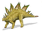 Stegosaurus stenops