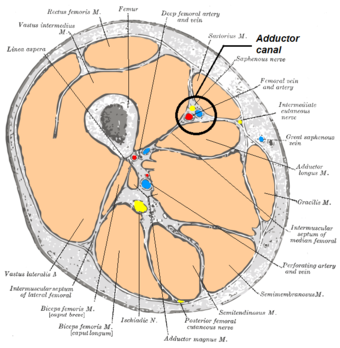 Adductor canal.png