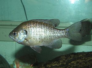 BlueGill 002.jpg