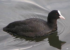 Eurasian Coot on the Thames.jpg