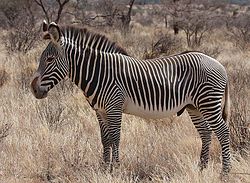 Grevy's Zebra Stallion.jpg