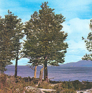 Nothofagus pumilio.jpg