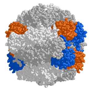 Rubisco, shown here in a space-filling model, is the main enzyme responsible for carbon fixation in chloroplasts.