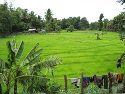 Pursat countryside