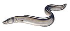 European conger eel