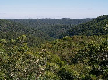 Berowra Park.jpg