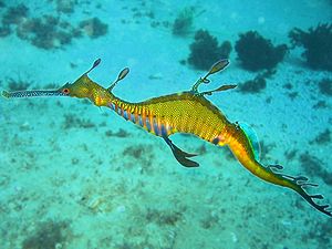 Weedy sea dragon in Cabbage Tree Bay, Sydney, Australia