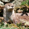 River Otter-27527.jpg