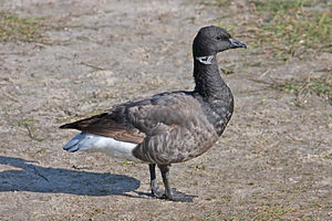 Brent Goose.jpg