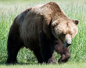 Brown bear.jpg