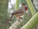 Pyrrhuloxia 1.jpg