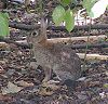 Traditional Animal Nickname: Rabbits/Lapins