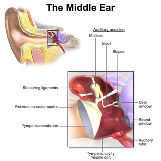 Blausen 0330 EarAnatomy MiddleEar.png