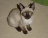 Tonkinese.gif