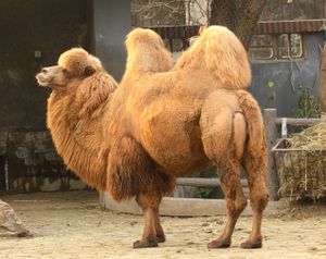 A shaggy two-humped camel