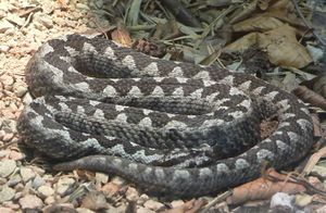 Vipera ammodytes 070901 1.jpg