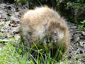 Muskrat Foraging.JPG