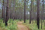 A trail through pine forest.